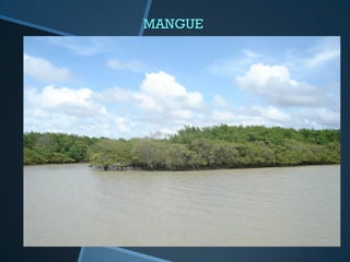 MANGUE
 