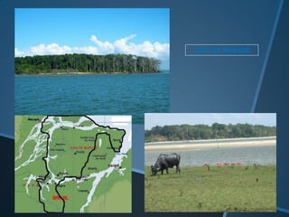 ILHA DE MARAJÓ
 