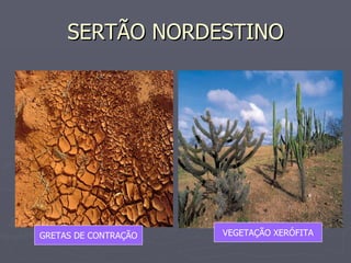 SERTÃO NORDESTINO GRETAS DE CONTRAÇÃO VEGETAÇÃO XERÓFITA 