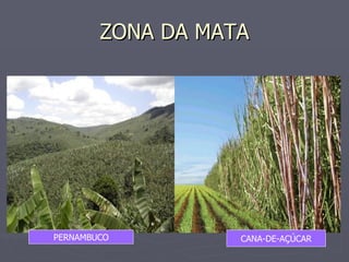 ZONA DA MATA PERNAMBUCO CANA-DE-AÇÚCAR 