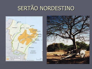 SERTÃO NORDESTINO 