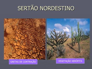 SERTÃO NORDESTINO GRETAS DE CONTRAÇÃO VEGETAÇÃO XERÓFITA 