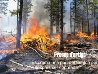 Procés d’artiga
Es crema una part del territori per
 després ser conreada
 