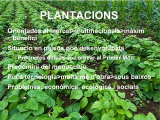 PLANTACIONS
Orientades al mercat>multinacionals>màxim
 benefici
Situació en països poc desenvolupats
  - Productes difícils de conrear al Primer Món
Predomini del monocultiu
Poca tecnologia>molta mà d'obra>sous baixos
Problemes: econòmics, ecològics i socials
 
