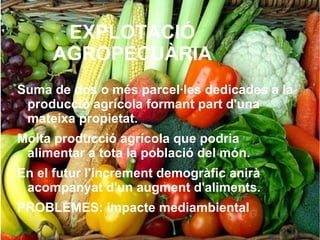 EXPLOTACIÓ
     AGROPECUÀRIA
Suma de dos o més parcel·les dedicades a la
 producció agrícola formant part d'una
 mateixa propietat.
Molta producció agrícola que podria
 alimentar a tota la població del món.
En el futur l'increment demogràfic anirà
 acompanyat d'un augment d'aliments.
PROBLEMES: impacte mediambiental
 