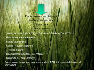 Producció ramadera: llet, carn
                        Descens de mà d’obra
                              + Productivitat
                          Grans excedents

Creació de la PAC (POLÍTICA AGRÀRIA COMUNA) OBJECTIUS:
- Estabilitzar preus raonables
- Millora tecnològica
- Control recursos naturals
- + Renda agrària
- Racionalitzar excedents del mercat
- Respecte pel medi ambient
Posteriorment es produí una reforma de la PAC (introducció dels ajuts al
productor)
 