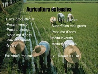 Agricultura extensiva
-Baixa productivitat:     -Alta productivitat:
·Poca inversió            ·Superfícies molt grans
·Poca tecnologia
                          ·Poca mà d’obra
·Molta mà d’obra
                          ·Molta inversió
·Baix rendiment
·Guaret                   ·Molta tecnologia


Ex: Àfrica tropical       Ex: Cereals a EUA
 