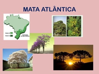 MATA ATLÂNTICA