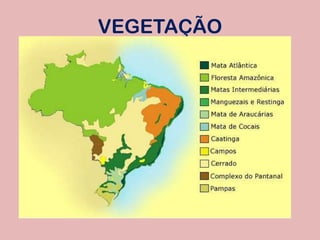 VEGETAÇÃO