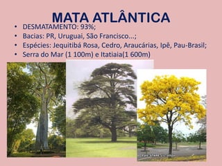 MATA ATLÂNTICADESMATAMENTO: 93%;Bacias: PR, Uruguai, São Francisco...;Espécies: Jequitibá Rosa, Cedro, Araucárias, Ipê, Pau-Brasil;Serra do Mar (1 100m) e Itatiaia(1 600m)