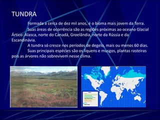 TUNDRA 
Formada a cerca de dez mil anos, é o bioma mais jovem da Terra. 
Suas áreas de ocorrência são as regiões próximas ao oceano Glacial 
Ártico: Alasca, norte do Canadá, Groelândia, norte da Rússia e da 
Escandinávia. 
A tundra só cresce nos períodos de degelo, mais ou menos 60 dias. 
Suas principais espécies são os liquens e musgos, plantas rasteiras 
pois as árvores não sobrevivem nesse clima. 
 