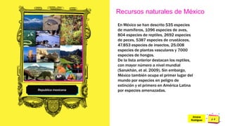 Pedro
Armijo
Republica mexicana
Recursos naturales de México
En México se han descrito 535 especies
de mamíferos, 1096 especies de aves,
804 especies de reptiles, 2692 especies
de peces, 5387 especies de crustáceos,
47.853 especies de insectos, 25.008
especies de plantas vasculares y 7000
especies de hongos.
De la lista anterior destacan los reptiles,
con mayor número a nivel mundial
(Sarukhán, et al. 2009). Sin embargo,
México también ocupa el primer lugar del
mundo por especies en peligro de
extinción y el primero en América Latina
por especies amenazadas.
Jimena
Rodríguez
 