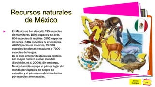Pedro
Armijo
Recursos naturales
de México
► En México se han descrito 535 especies
de mamíferos, 1096 especies de aves,
804 especies de reptiles, 2692 especies
de peces, 5387 especies de crustáceos,
47.853 pecies de insectos, 25.008
especies de plantas vasculares y 7000
especies de hongos.
De la lista anterior destacan los reptiles,
con mayor número a nivel mundial
(Sarukhán, et al. 2009). Sin embargo,
México también ocupa el primer lugar del
mundo por especies en peligro de
extinción y el primero en América Latina
por especies amenazadas.
Jimena
Rodríguez
 