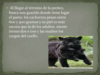  Al llegar al término de la preñez,
 busca una guarida donde tiene lugar
 el parto; los cachorros pesan entre
 600 y 900 gramos y su piel es más
 oscura que la de los adultos. mente
 tienen dos o tres y las madres los
 cargan del cuello.
 