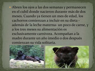  Abren los ojos a las dos semanas y permanecen
 en el cubil donde nacieron durante más de dos
 meses. Cuando ya tienen un mes de edad, los
 cachorros comienzan a incluir en su dieta -
 además de la leche materna- un poco de carne, y
 a los tres meses su alimentación es
 exclusivamente carnívora. Acompañan a la
 madre durante un año imedio o dos después
 comienzan su vida solitaria.
 