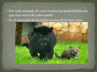  Por cada manada de crías existen las posibilidades de
  que uno nazca de color pardo.
 En el mercado de las pieles es una de la mas caras.
 