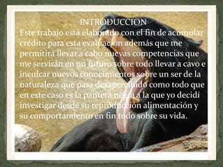 INTRODUCCION
Este trabajo está elaborado con el fin de acumular
crédito para esta evaluación además que me
permitirá llevar a cabo nuevas competencias que
me servirán en un futuro sobre todo llevar a cavo e
inculcar nuevos conocimientos sobre un ser de la
naturaleza que pasa desapercibido como todo que
en este caso es la pantera negra a la que yo decidí
investigar desde su reproducción alimentación y
su comportamiento en fin todo sobre su vida.
 