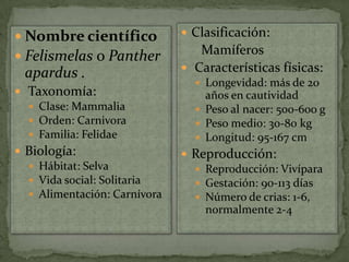  Nombre científico            Clasificación:

 Felismelas o Panther           Mamíferos
 apardus .                     Características físicas:
                                 Longevidad: más de 20
 Taxonomía:                      años en cautividad
   Clase: Mammalia              Peso al nacer: 500-600 g
   Orden: Carnivora             Peso medio: 30-80 kg
   Familia: Felidae             Longitud: 95-167 cm
 Biología:                    Reproducción:
   Hábitat: Selva               Reproducción: Vivípara
   Vida social: Solitaria       Gestación: 90-113 días
   Alimentación: Carnívora      Número de crias: 1-6,
                                  normalmente 2-4
 