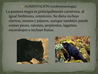  ALIMENTACIÓN (zoobromatologia)
La pantera negra es principalmente carnívora, al
 igual herbívoro, omnívoro. Su dieta incluye
 ciervos, monos y pájaros, aunque también puede
 comer peces, ratones, serpientes, lagartos,
 escarabajos e incluso frutas.
 