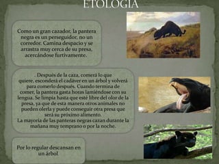 Como un gran cazador, la pantera
 negra es un perseguidor, no un
 corredor. Camina despacio y se
 arrastra muy cerca de su presa,
   acercándose furtivamente.


        . Después de la caza, comerá lo que
 quiere, esconderá el cadáver en un árbol y volverá
    para comerlo después. Cuando termina de
 comer, la pantera gasta horas lamiéndose con su
lengua. Se limpia hasta que esté libre del olor de la
  presa, ya que de esta manera otros animales no
  pueden olerla y puede conseguir otra presa que
             será su próximo alimento.
La mayoría de las panteras negras cazan durante la
      mañana muy temprano o por la noche.



Por lo regular descansan en
          un árbol.
 