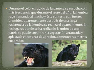  Durante el celo, el rugido de la pantera se escucha con
 más frecuencia que durante el resto del año; la hembra
 ruge llamando al macho y éste contesta con fuertes
 bramidos. aparentemente después de una larga
 resistencia de la hembra se realiza el apareamiento. En
 los lugares donde se ha realizado la unión de una
 pareja se puede encontrar la vegetación arrancada y
 aplastada en un área de aproximadamente tres metros
 cuadrados.
 