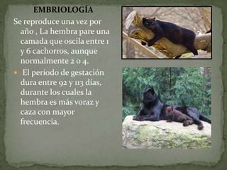 EMBRIOLOGÍA
Se reproduce una vez por
  año , La hembra pare una
  camada que oscila entre 1
  y 6 cachorros, aunque
  normalmente 2 o 4.
 El período de gestación
  dura entre 92 y 113 días,
  durante los cuales la
  hembra es más voraz y
  caza con mayor
  frecuencia.
 