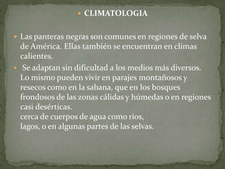  CLIMATOLOGIA


 Las panteras negras son comunes en regiones de selva
  de América. Ellas también se encuentran en climas
  calientes.
 Se adaptan sin dificultad a los medios más diversos.
  Lo mismo pueden vivir en parajes montañosos y
  resecos como en la sabana, que en los bosques
  frondosos de las zonas cálidas y húmedas o en regiones
  casi desérticas.
  cerca de cuerpos de agua como ríos,
  lagos, o en algunas partes de las selvas.
 