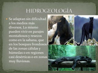  Se adaptan sin dificultad
 a los medios más
 diversos. Lo mismo
 pueden vivir en parajes
 montañosos y resecos
 como en la sabana, que
 en los bosques frondosos
 de las zonas cálidas y
 húmedas o en regiones
 casi desérticas o en zonas
 muy lluviosas.
 