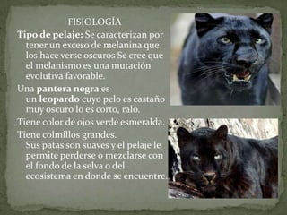 FISIOLOGÍA
Tipo de pelaje: Se caracterizan por
  tener un exceso de melanina que
  los hace verse oscuros Se cree que
  el melanismo es una mutación
  evolutiva favorable.
Una pantera negra es
  un leopardo cuyo pelo es castaño
  muy oscuro lo es corto, ralo.
Tiene color de ojos verde esmeralda.
Tiene colmillos grandes.
  Sus patas son suaves y el pelaje le
  permite perderse o mezclarse con
  el fondo de la selva o del
  ecosistema en donde se encuentre.
 