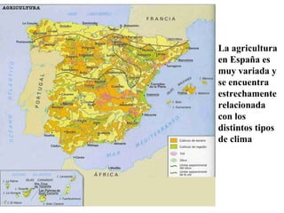 La agricultura
en España es
muy variada y
se encuentra
estrechamente
relacionada
con los
distintos tipos
de clima
 