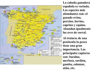 La cabaña ganadera
española es variada.
Las especies más
abundantes son: el
ganado ovino,
porcino, bovino,
caprino y equino.
Abundan igualmente
las aves de corral.
Al tratarse de una
península la pesca
tiene una gran
importancia. Las
principales capturas
son: bacalao,
merluza, sardina,
gamba, calamar,
atún, etc.
 