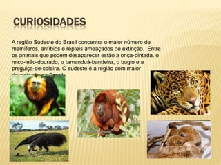 CURIOSIDADES 
A região Sudeste do Brasil concentra o maior número de 
mamíferos, anfíbios e répteis ameaçados de extinção. Entre 
os animais que podem desaparecer estão a onça-pintada, o 
mico-leão-dourado, o tamanduá-bandeira, o bugio e a 
preguiça-de-coleira. O sudeste é a região com maior 
devastação no Brasil. 
 