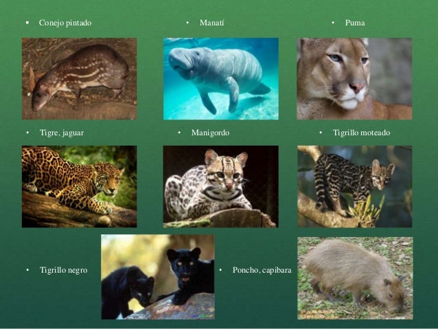 Geografia - Animales en peligro de extincion en Panamá