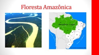 Floresta Amazônica
 