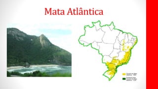 Mata Atlântica
 