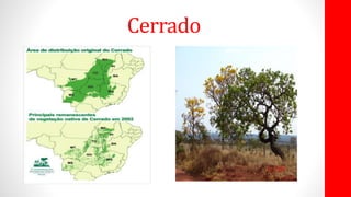 Cerrado
 