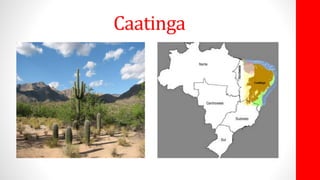 Caatinga
 