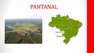 PANTANAL
 