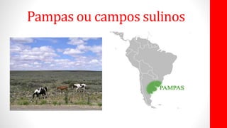 Pampas ou campos sulinos
 