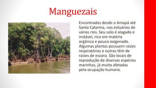 Manguezais
Encontrados desde o Amapá até
Santa Catarina, nos estuários de
vários rios. Seu solo é alagado e
instável, rico em matéria
orgânica e pouco oxigenado.
Algumas plantas possuem raízes
respiratórias e outras têm de
raízes de escora. São locais de
reprodução de diversas espécies
marinhas, já muito afetadas
pela ocupação humana.
 