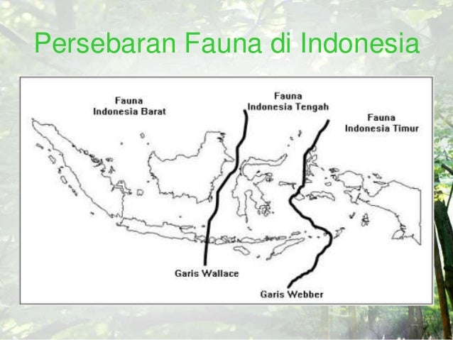 Garis Weber Dan Garis Wallace Cari Pembahasannya