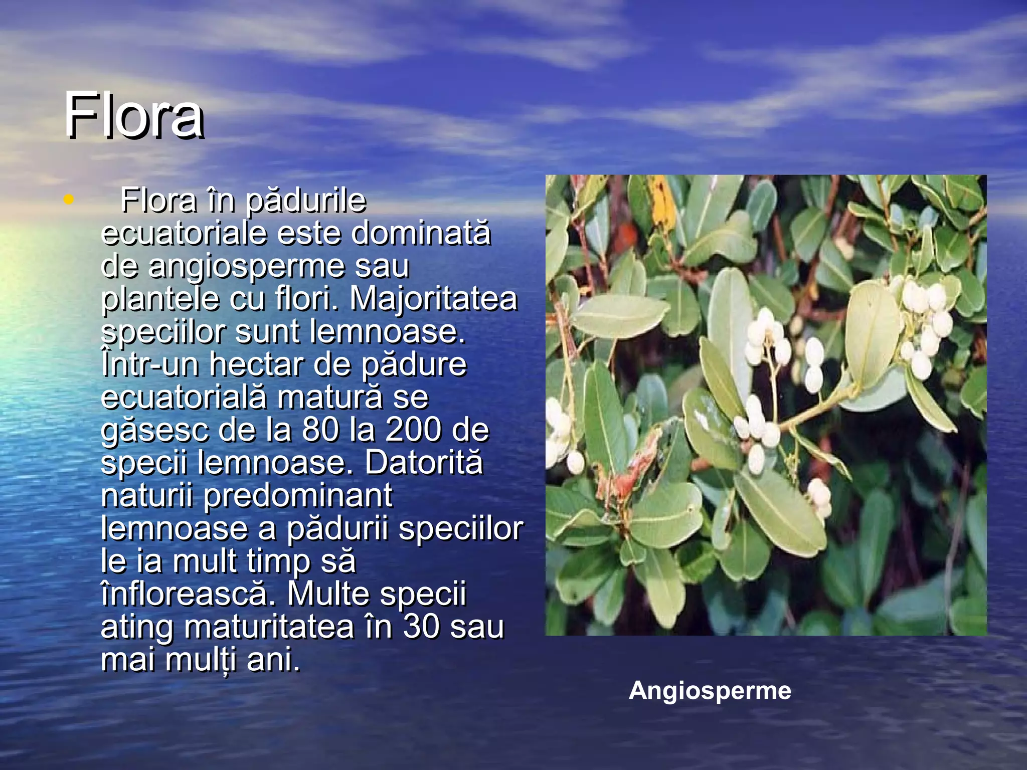 Geografie padurea ecuatoriala | PPT