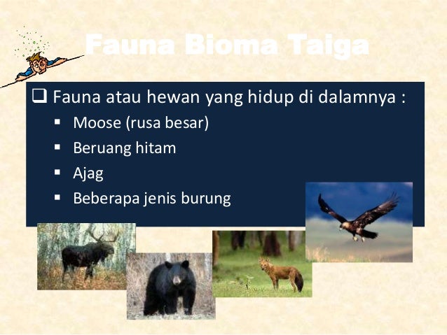 Geografi Flora Fauna Euthopian Tundra Taiga