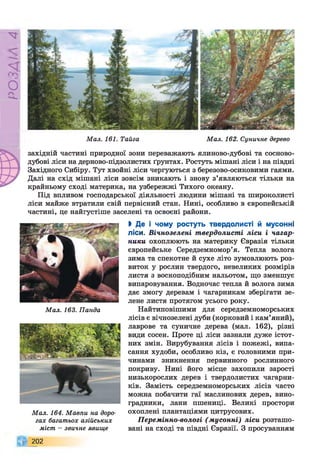 Р
ZlVSO
Мал. 161. Тайга Мал. 162. Суничне дерево
західній частині природної зони переважають ялиново-дубові та сосново-
дубові ліси на дерново-підзолистих ґрунтах. Ростуть мішані ліси і на півдні
Західного Сибіру. Тут хвойні ліси чергуються з березово-осиковими гаями.
Далі на схід мішані ліси зовсім зникають і знову з’являються тільки на
крайньому сході материка, на узбережжі Тихого океану.
Під впливом господарської діяльності людини мішані та широколисті
ліси майже втратили свій первісний стан. Нині, особливо в європейській
частині, це найгустіше заселені та освоєні райони.
Мал. 163. Панда
Мал. 164. Мавпи на доро­
гах багатьох азійських
міст - звичне явище
202
ЬДе і чому ростуть твердолисті й мусонні
ліси. Вічнозелені твердолисті ліси і чагар­
ники охоплюють на материку Євразія тільки
європейське Середземномор’я. Тепла волога
зима та спекотне й сухе літо зумовлюють роз­
виток у рослин твердого, невеликих розмірів
листя з воскоподібним нальотом, що зменшує
випаровування. Водночас тепла й волога зима
дає змогу деревам і чагарникам зберігати зе­
лене листя протягом усього року.
Найтиповішими для середземноморських
лісів є вічнозелені дуби (корковий і кам’яний),
лаврове та суничне дерева (мал. 162), різні
види сосен. Проте ці ліси зазнали дуже істот­
них змін. Вирубування лісів і пожежі, випа­
сання худоби, особливо кіз, є головними при­
чинами зникнення первинного рослинного
покриву. Нині його місце захопили зарості
низькорослих дерев і твердолистих чагарни­
ків. Замість середземноморських лісів часто
можна побачити гаї маслинових дерев, вино­
градники, лани пшениці. Великі простори
охоплені плантаціями цитрусових.
Перемінно-вологі (мусонні) ліси розташо­
вані на сході та півдні Євразії. З просуванням
 
