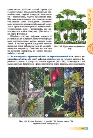 зумовлюють особливо чіткий прояв тут
горизонтальної зональності. Зонально роз­
поділяються окремі природні компонен­
ти - рослинність, ґрунти, тваринний світ.
Від екватора природну зону вологих еква­
торіальних лісів послідовно змінюють
зони перемінно-вологих лісів, саван і рідко­
лісся, пустель і напівпустель, вічнозелених
твердолистих лісів і чагарників, які по­
вторюються в обох півкулях. (Знайдіть їх
на карті форзаца.)
Північна частина Африки ширша й
рівнинніша за південну, тому тут природні
зони простягаються майже вздовж пара­
лелей. У значно вужчій південній частині
материка вони наближаються до меридіо­
нального напрямку. Особливо це помітно
на окраїнах материка, де вплив океанів
найвідчутніший
І Як виглядають африканські гілеї та перемінно-вологі ліси. Вологі ек­
ваторіальні ліси, або гілеї, Африки формуються на червоно-жовтих фе-
ралітних ґрунтах і ростуть кількома ярусами (мал. 38). Ландшафти гілей
відрізняються багатством і різноманітністю видів рослин, яких налічують
Мал. 39. Хлібне дерево (1), орхідеї (2), дерево какао (3),
деревоподібна папороть (4)
61
РОЗДІЛ
2
 