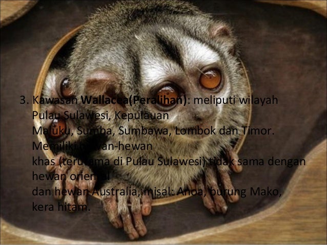 Penyebaran Flora dan Fauna Penyebaran Flora dan Fauna