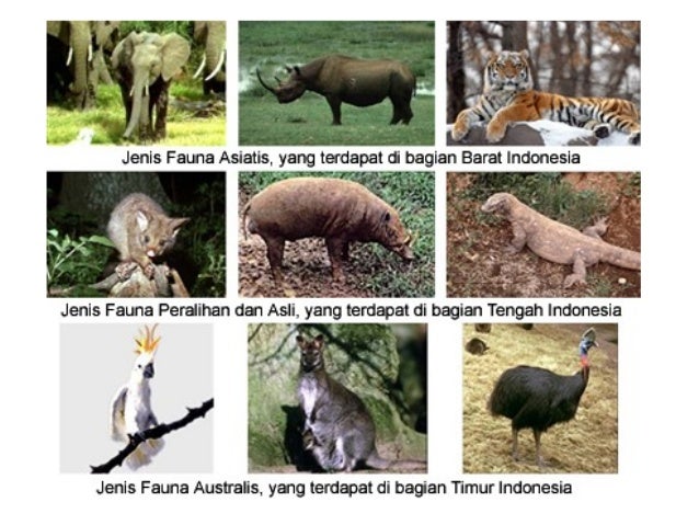 18+ Contoh Hewan Khas Yang Tersebar Di Wilayah Neotropis Adalah, Gambar