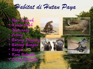 Habitat di Hutan Paya
•   Ikan Belacak
•   Ketam Ucah
•   Memerang
•   Lotong
•   Burung Enggang
•   Burung Bangau
•   Buaya
•   Kera Belanda
•   Letung Belanda
 
