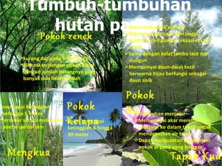 Tumbuh-tumbuhan
               hutan pantai
            Pokok renek
                                                  Daun berbentuk silinder
                                                  Batangnya berlurus dan tinggi
                                                  Kulitnya mempunyai rekaan-rekaan
                                                   cetek
                                                  Sama dengan kelat jambu laut dan
        kurang daripada 5-6 m tinggi              dungun
        dibezakan dengan pokok biasa             Mempunyai daun-daun kecil
         dengan jumlah batangnya yang              berwarna hijau berfungsi sebagai
         banyak dan lebih rendah                   daun sisik

                                                  Pokok
•mencapai ketinggian       Pokok                  RuTumbuhan menjalar
                           Kelapa
 sehingga 5 meter                                  
•tersebar secara meluas ke •boleh mencapai           Mempunyai akar merebak dan
 pantai-pantai lain         ketinggian 6 hingga       menjalar ke dalam tanah untuk
                            30 meter                  mendapatkan air tawar
                                                     Dapat menguatkan cengkaman

   Mengkua
                                                      pokok di pasir yang longgar
                                                                   Tapak Kuda
 