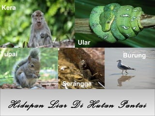 Kera




                 Ular
Tupai                    Burung



             Serangga


  Hidupan Liar Di Hutan Pantai
 